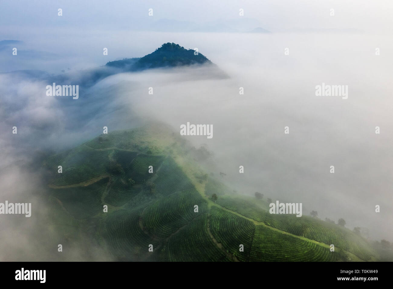 Vista aerea del Coc lungo la collina di tè verde sullo sfondo del paesaggio, foglia verde. Tan Son, Phu Tho, Viet Nam Foto Stock