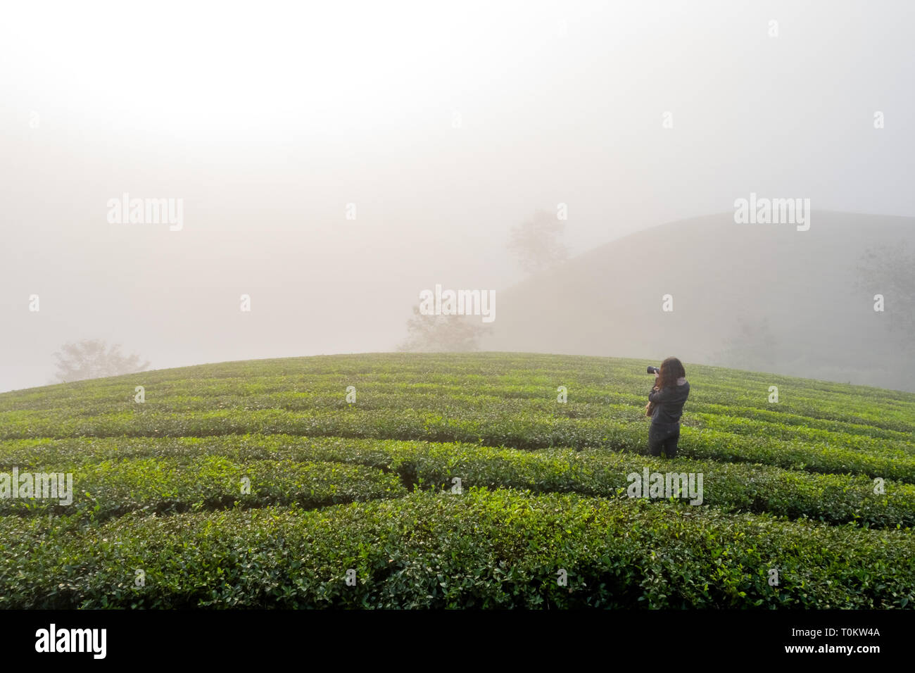 Vista aerea del fotografo sta prendendo foto sulla lunga Coc colle tea, verde paesaggio sfondo, foglia verde. Tan Son, Phu Tho, Vietnam Foto Stock