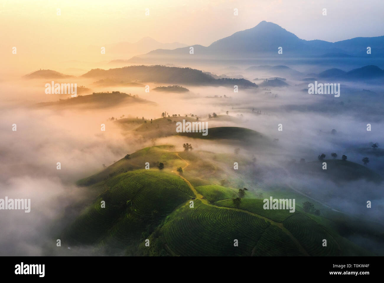 Vista aerea del Coc lungo la collina di tè verde sullo sfondo del paesaggio, foglia verde. Tan Son, Phu Tho, Viet Nam Foto Stock