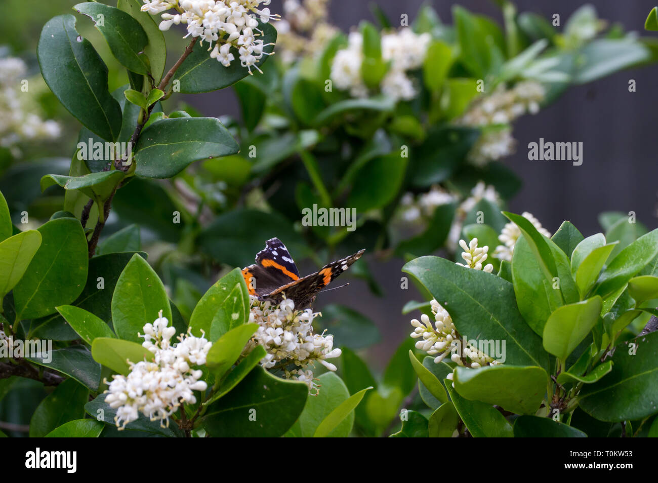 Red Admiral butterfly (Vanessa Atalanta) in atterraggio sulla boccola di fioritura Foto Stock