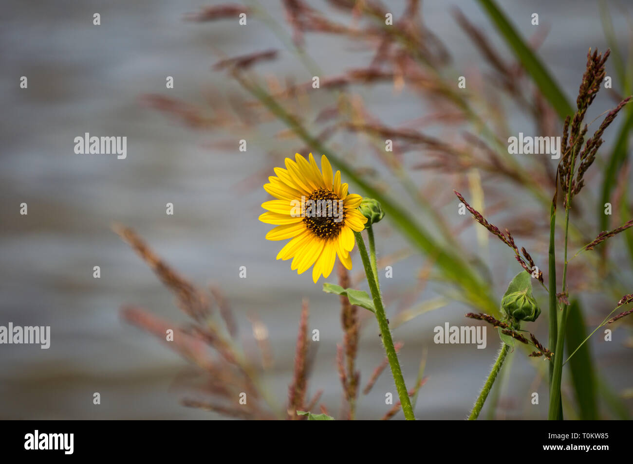 Un singolo Massimiliano girasole (Helianthus maximiliani Schrad) accanto a un lago. Foto Stock