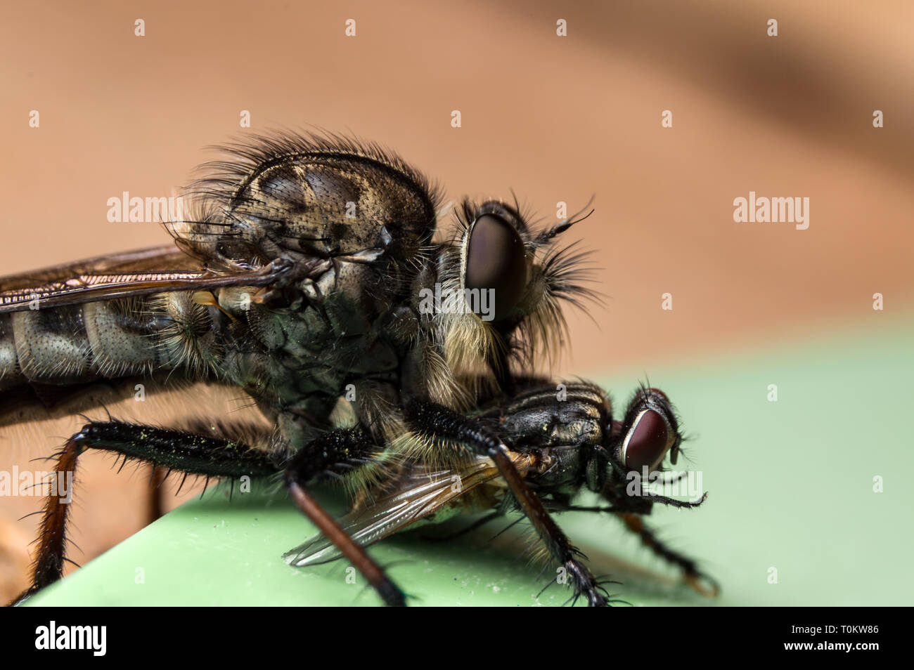 Vicino la foto di un rapinatore Fly (Promachus fitchii) con la preda. Foto Stock