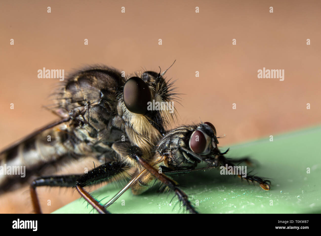 Vicino la foto di un rapinatore Fly (Promachus fitchii) con la preda. Foto Stock
