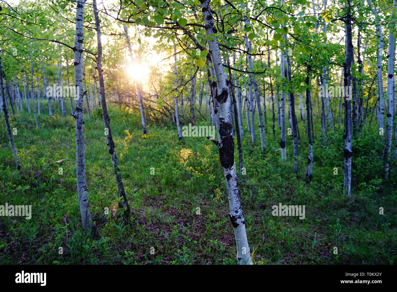 Tramonto nella foresta Foto Stock