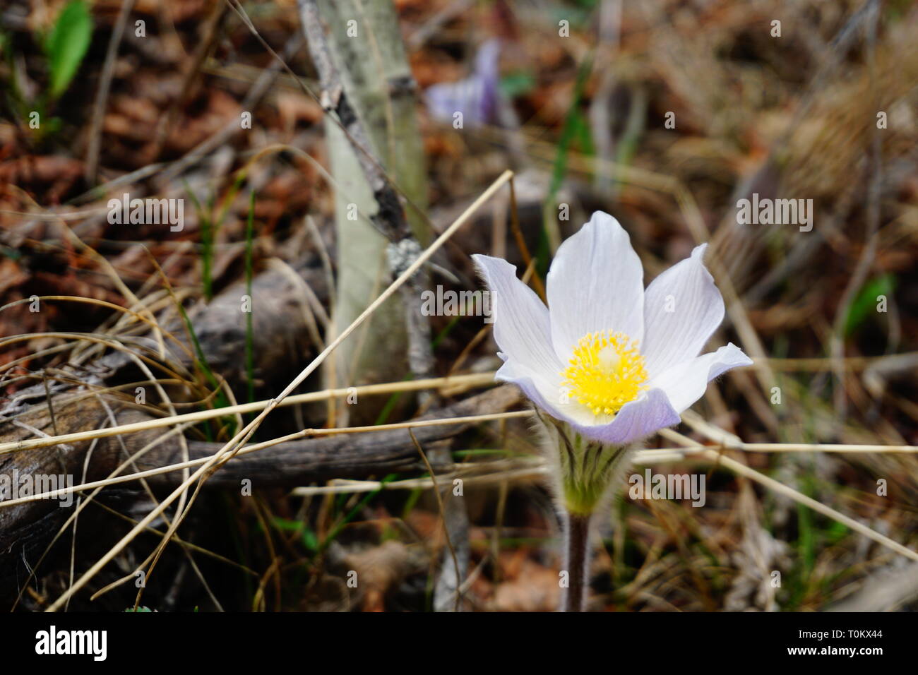 Crocus sul lato della strada Foto Stock