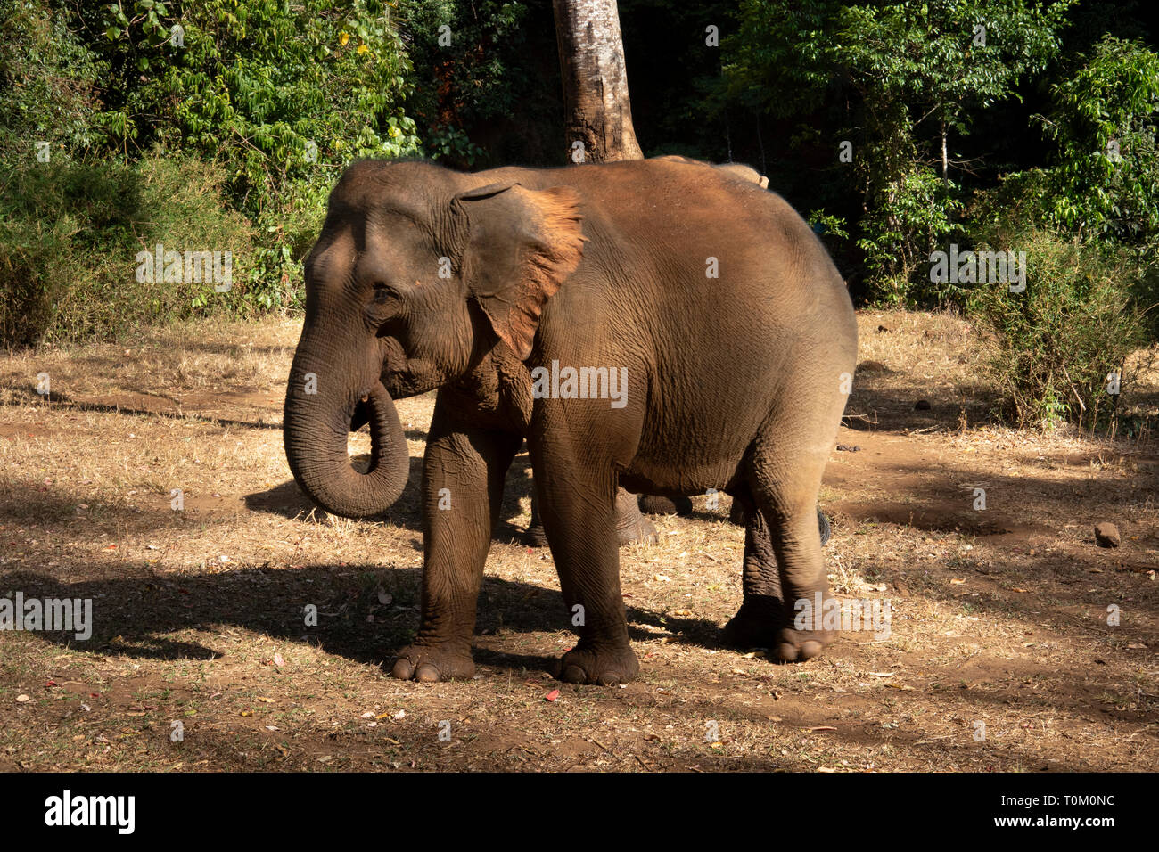 Cambogia, zone di Mondulkiri Provincia, Sen Monorom, elefante progetto Valle, ex elefante di lavoro nel bosco Foto Stock
