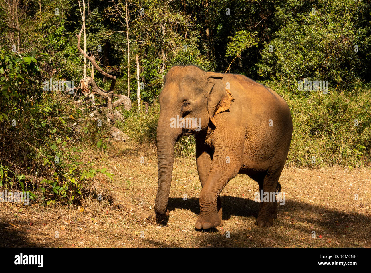 Cambogia, zone di Mondulkiri Provincia, Sen Monorom, elefante progetto Valle, ex lavoro elefante femmina nella radura Foto Stock