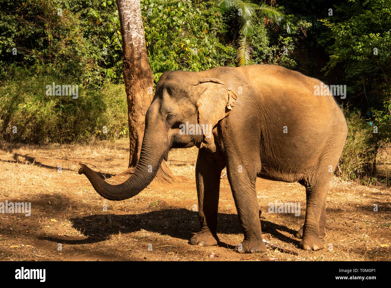 Cambogia, zone di Mondulkiri Provincia, Sen Monorom, elefante progetto Valle, ex elefante di lavoro nel bosco Foto Stock