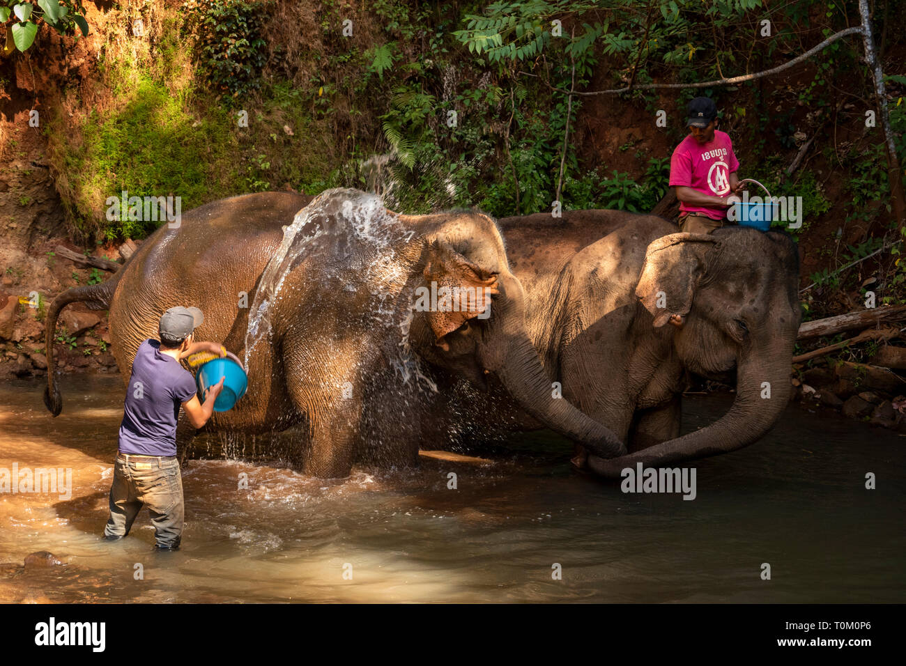 Cambogia, zone di Mondulkiri Provincia, Sen Monorom, elefante progetto Valle, mahouts lavaggio lavoro ex elefante in fiume Foto Stock