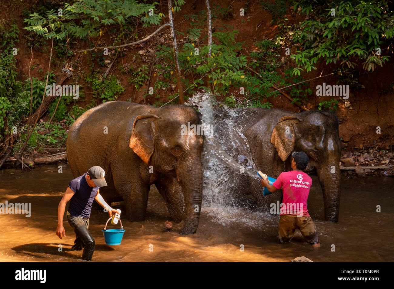 Cambogia, zone di Mondulkiri Provincia, Sen Monorom, elefante progetto Valle, lavaggio mahout ex elefante lavoro in fiume Foto Stock
