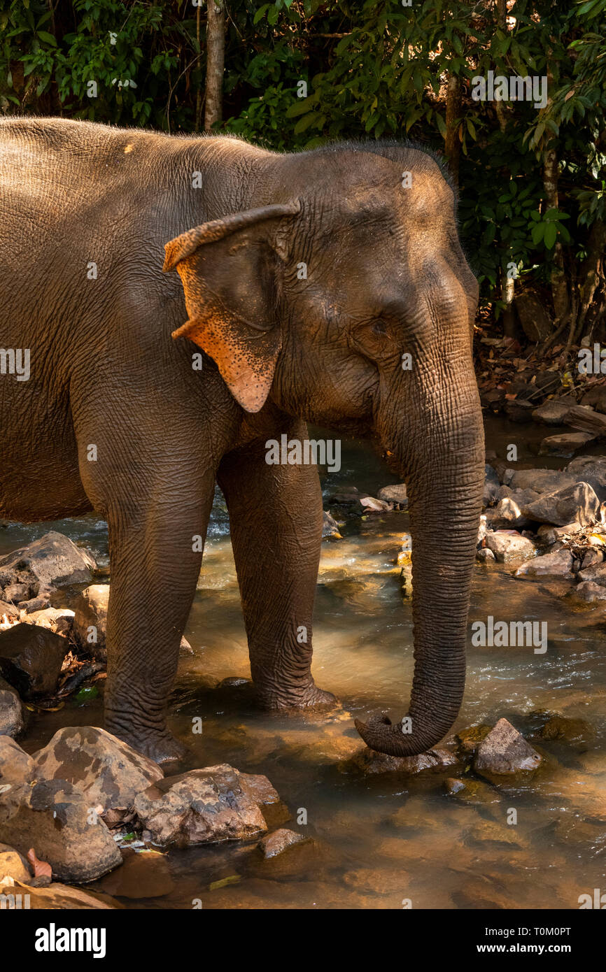 Cambogia, zone di Mondulkiri Provincia, Sen Monorom, elefante progetto Valle, ex lavoro permanente di elefanti nel fiume Foto Stock