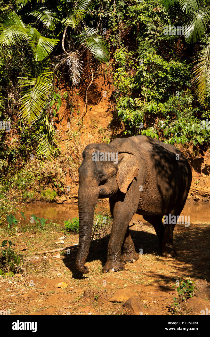 Cambogia, zone di Mondulkiri Provincia, Sen Monorom, elefante progetto Valle, ex elefante lavoro lasciando fiume dopo il lavaggio Foto Stock
