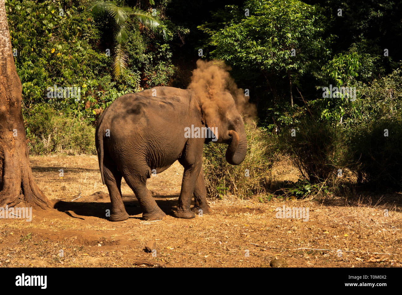 Cambogia, zone di Mondulkiri Provincia, Sen Monorom, elefante progetto Valle, ex elefante lavoro di soffiare la polvere sul retro dal tronco Foto Stock