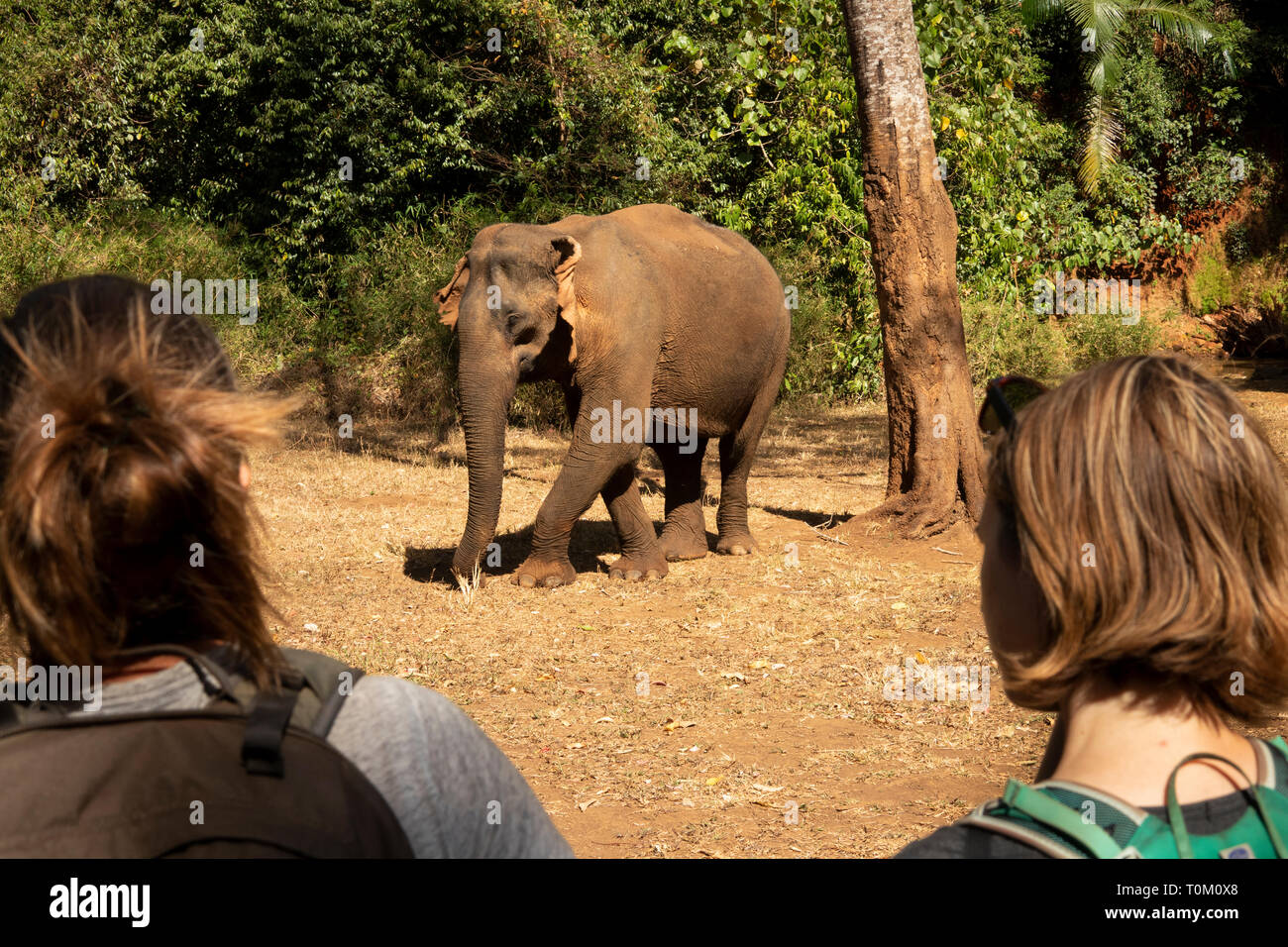 Cambogia, zone di Mondulkiri Provincia, Sen Monorom, elefante progetto Valle, ai visitatori la visione di Elephant nel bosco Foto Stock