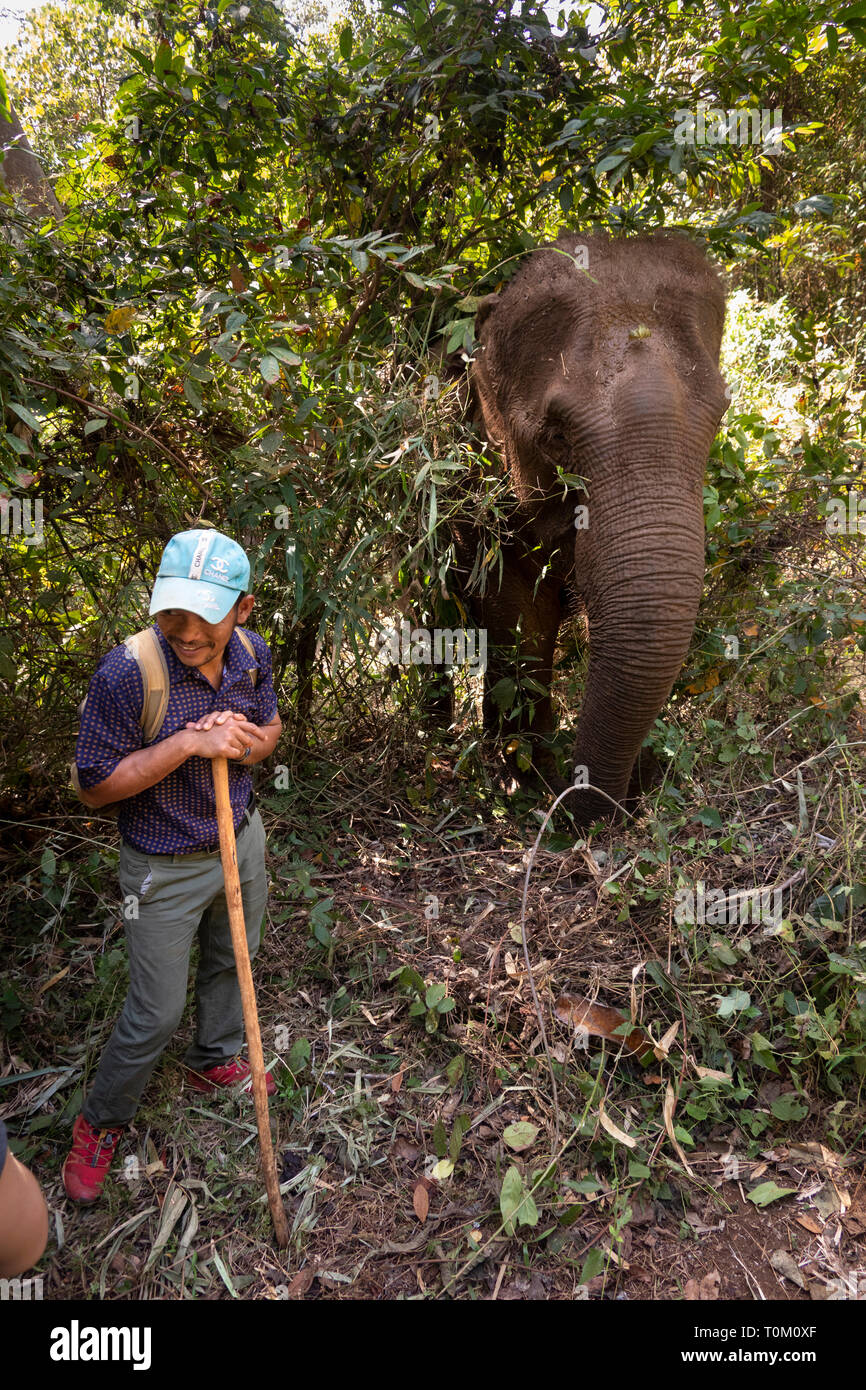 Cambogia, zone di Mondulkiri Provincia, Sen Monorom, elefante progetto Valle, Bunong locale accanto alla guida di alimentazione dell'elefante nella foresta Foto Stock