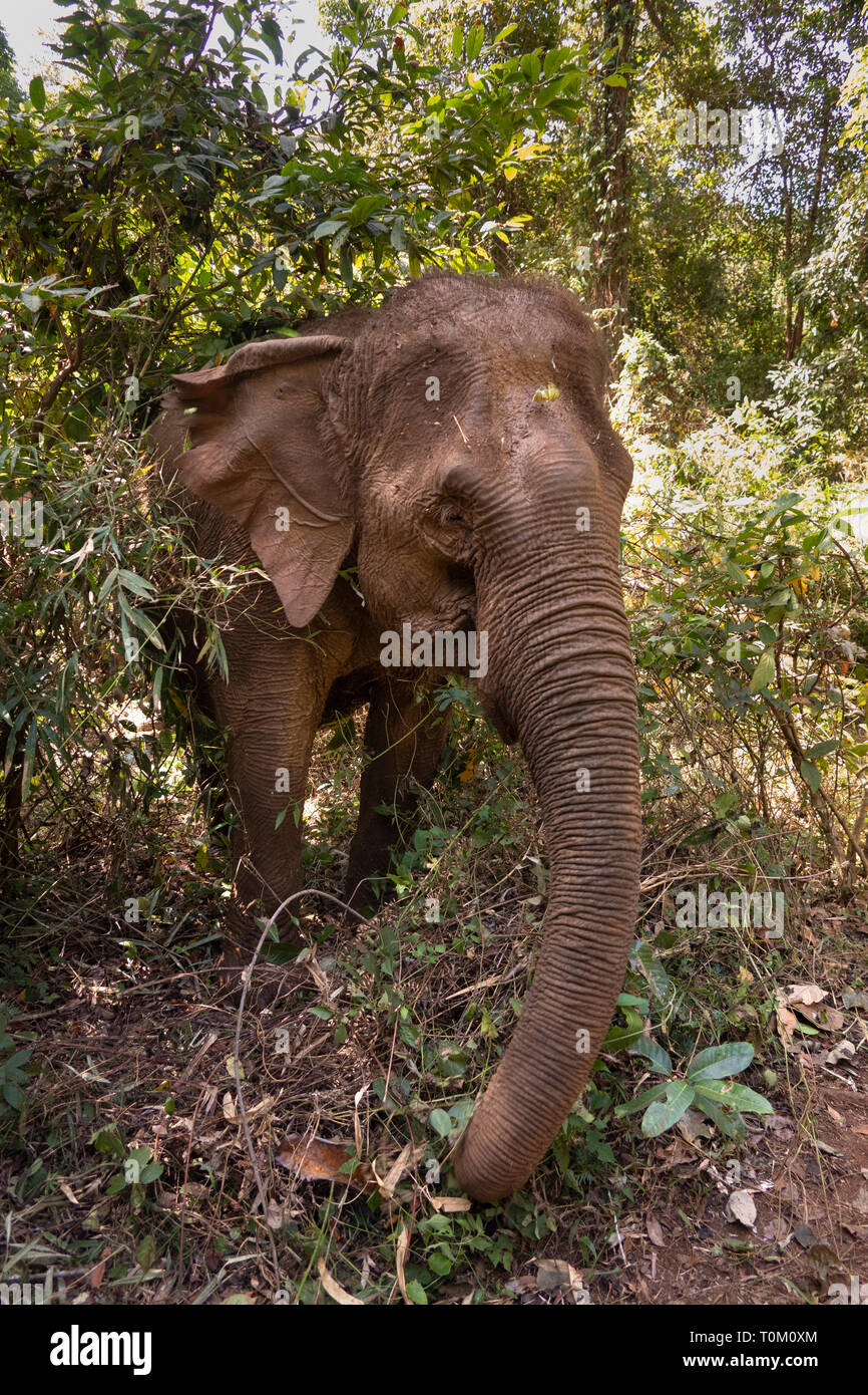 Cambogia, zone di Mondulkiri Provincia, Sen Monorom, elefante progetto Valle, alimentando elephant emergente dalla foresta Foto Stock