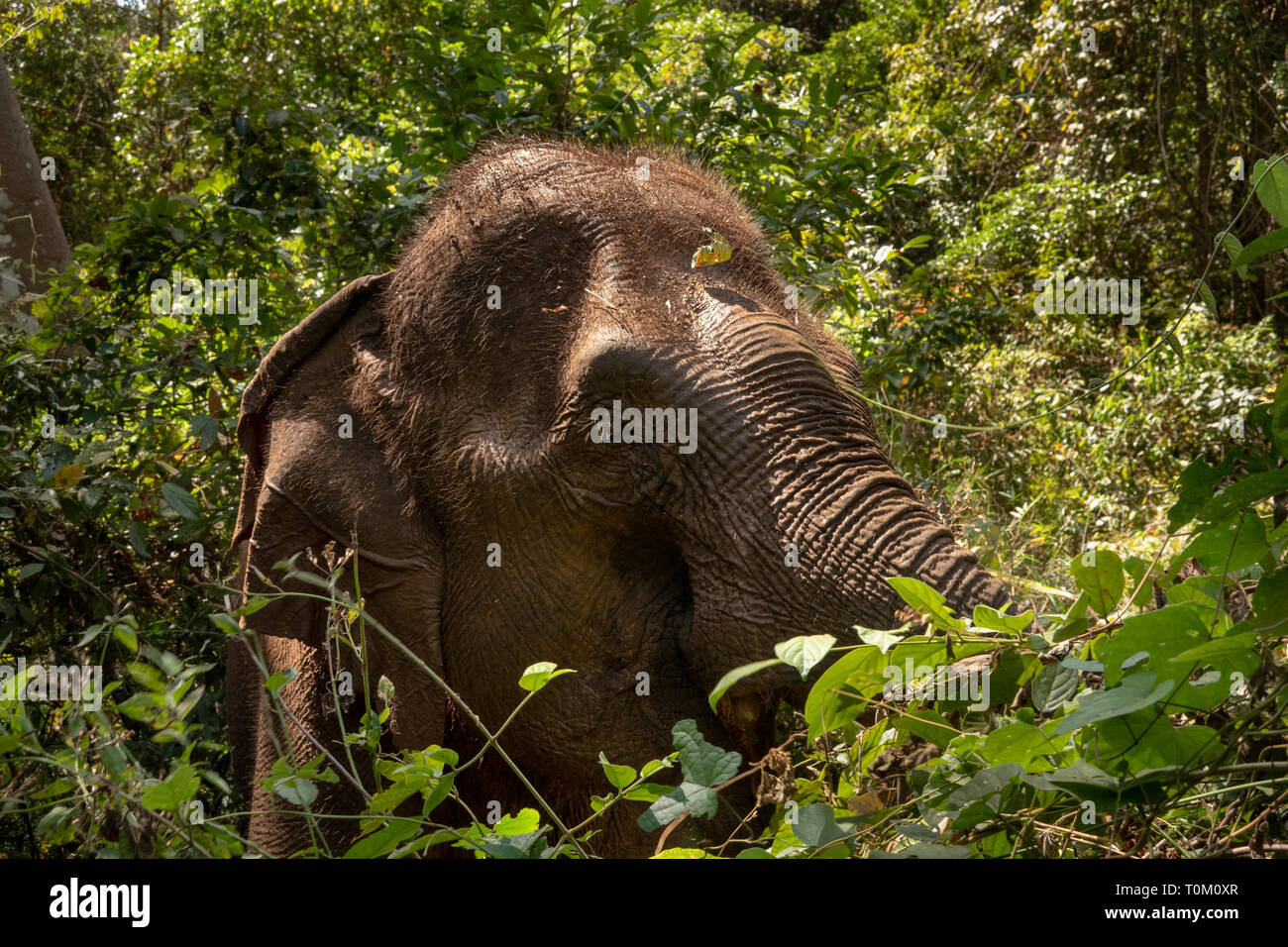 Cambogia, zone di Mondulkiri Provincia, Sen Monorom, elefante progetto Valle, testa di alimentazione di elefante nella foresta Foto Stock