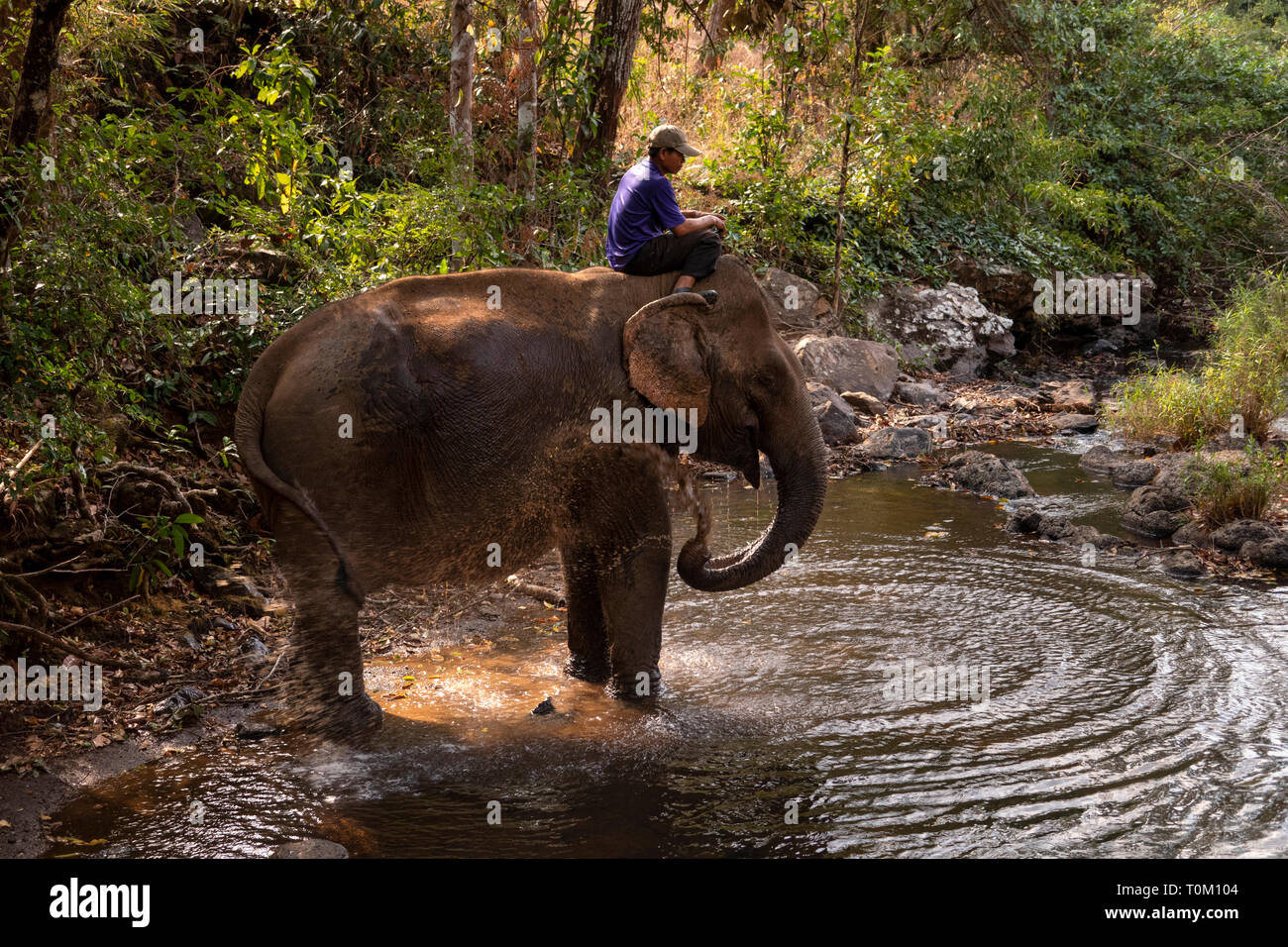 Cambogia, zone di Mondulkiri Provincia, Sen Monorom, elefante progetto Valle, riabilitato ex lavoro permanente di elefanti nel fiume Foto Stock