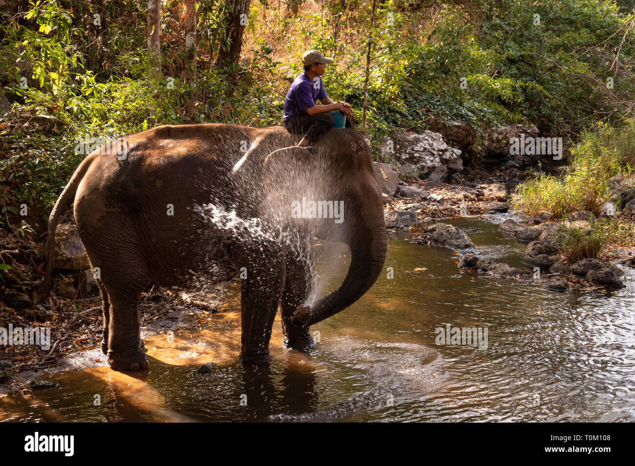 Cambogia, zone di Mondulkiri Provincia, Sen Monorom, elefante progetto Valle, ex elefante lavoro nel fiume, spruzzatura se stessa dal tronco Foto Stock