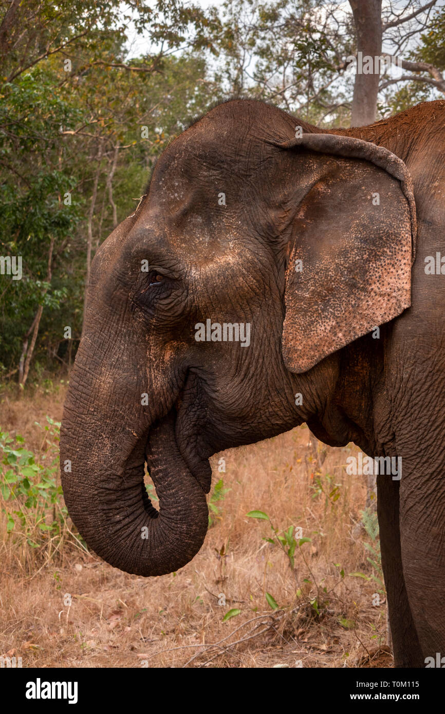 Cambogia, zone di Mondulkiri Provincia, Sen Monorom, elefante progetto Valle, ex elefante lavoro alimentazione con trunk in bocca Foto Stock
