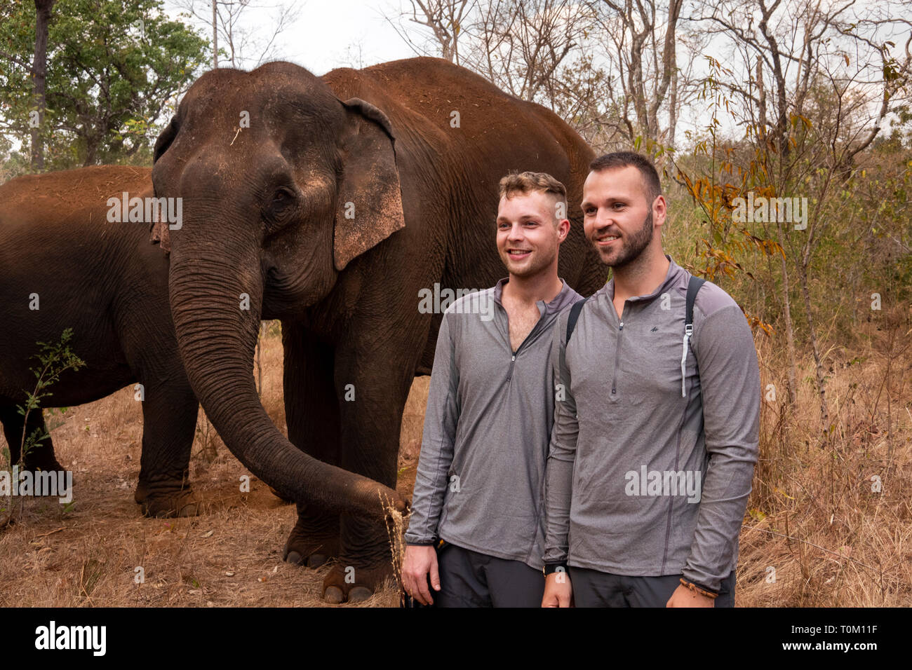 Cambogia, zone di Mondulkiri Provincia, Sen Monorom, elefante progetto Valle, due viaggiatori maschio, posa con ex elefanti di lavoro Foto Stock