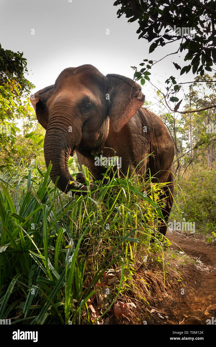 Cambogia, zone di Mondulkiri Provincia, Sen Monorom, elefante progetto Valle, ex elefante lavoro alimentazione, hoilding cibo in linea Foto Stock