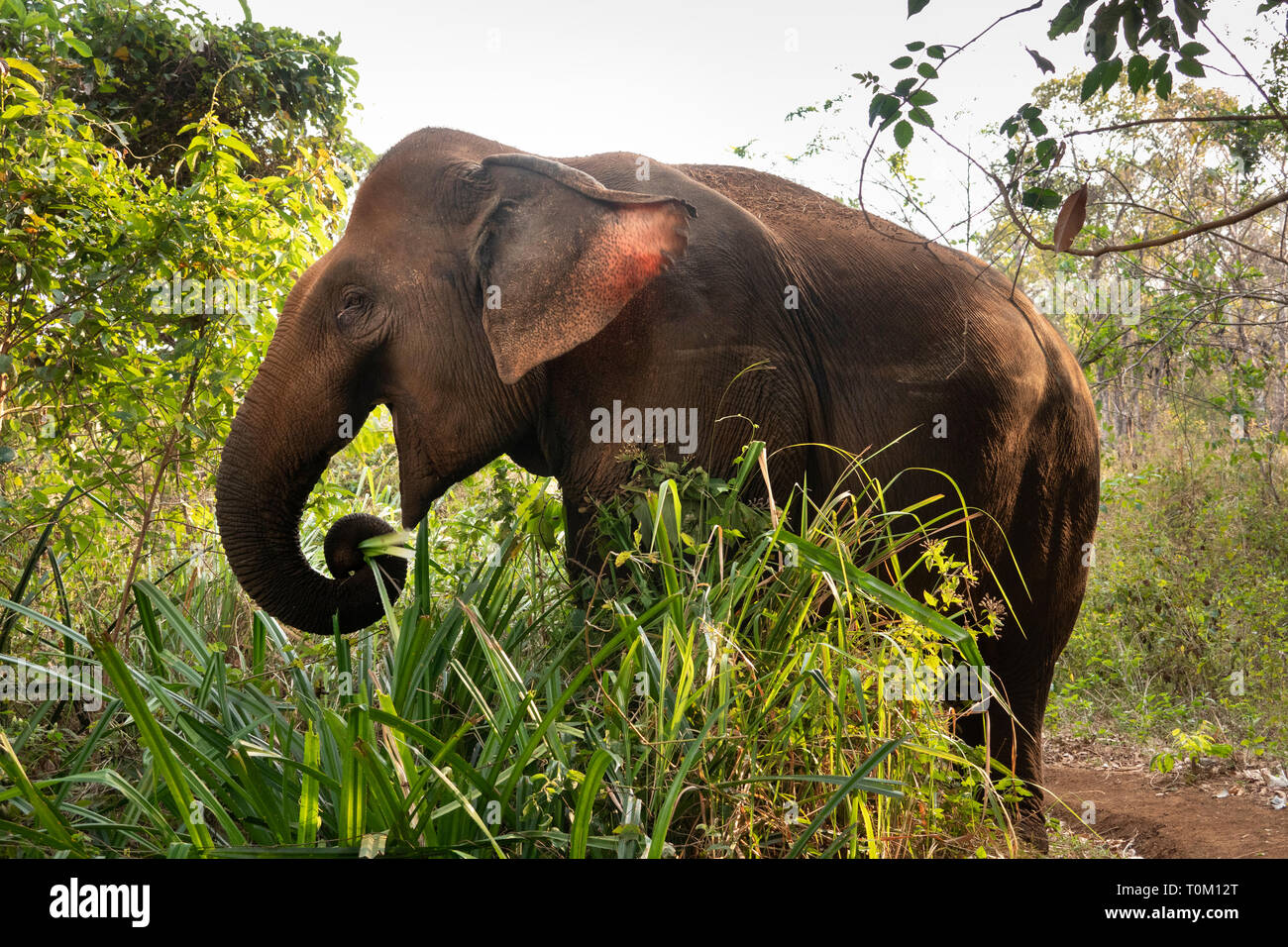Cambogia, zone di Mondulkiri Provincia, Sen Monorom, elefante progetto Valle, ex elefante lavoro alimentazione, hoilding cibo in linea Foto Stock