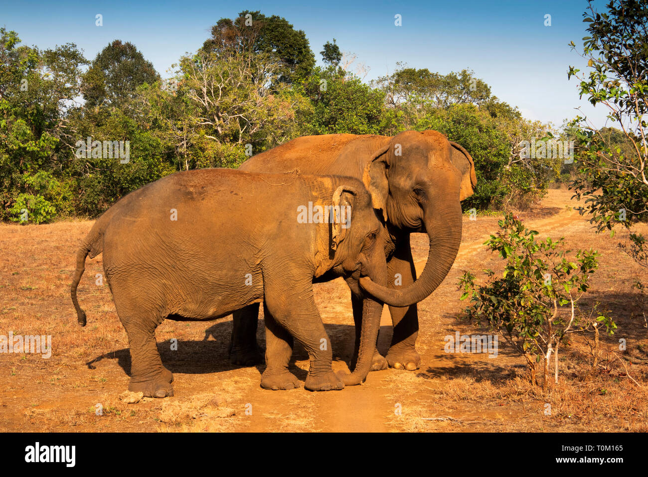 Cambogia, zone di Mondulkiri Provincia, Sen Monorom, elefante progetto Valle, Sambo, ex tempio elefante al Wat Phnom, interagire da trouching trunk con Foto Stock