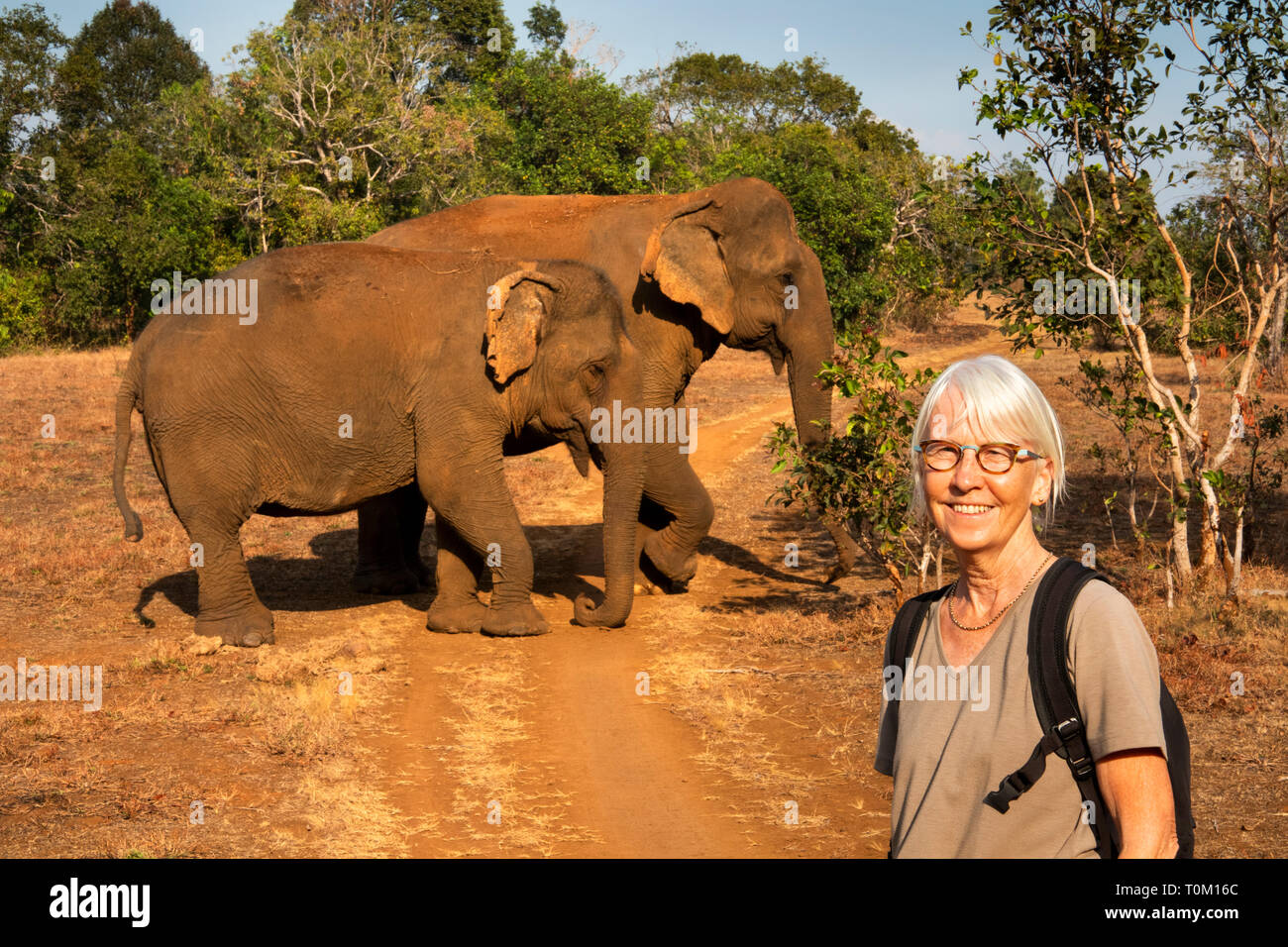 Cambogia, zone di Mondulkiri Provincia, Sen Monorom, elefante progetto Valle, senior visitatore femmina che posano per una foto ricordo con Sambo, ex tempio el Foto Stock