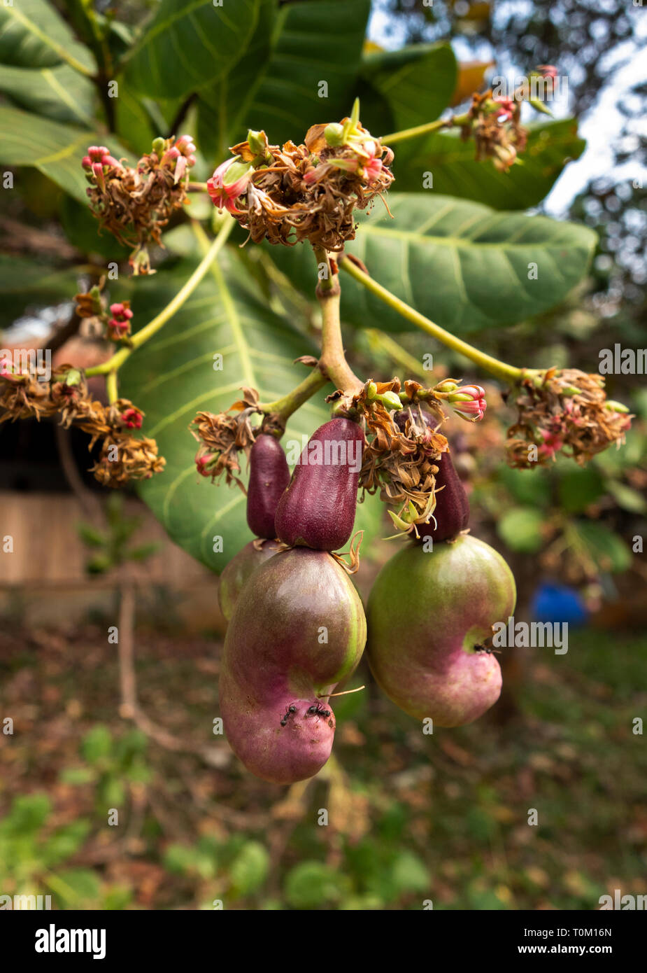 Cambogia, zone di Mondulkiri Provincia, Sen Monorom, anacardi e Apple in crescita su excelsum occidentale tree Foto Stock