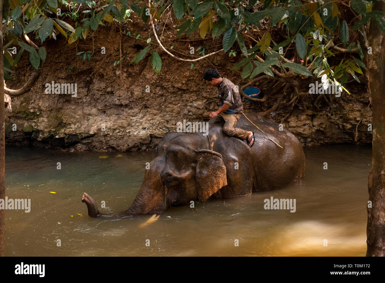 Cambogia, zone di Mondulkiri Provincia, Sen Monorom, elefante progetto Valle, gallina, maschio ex elefante registrazione la balneazione nel fiume con mahout sul retro Foto Stock