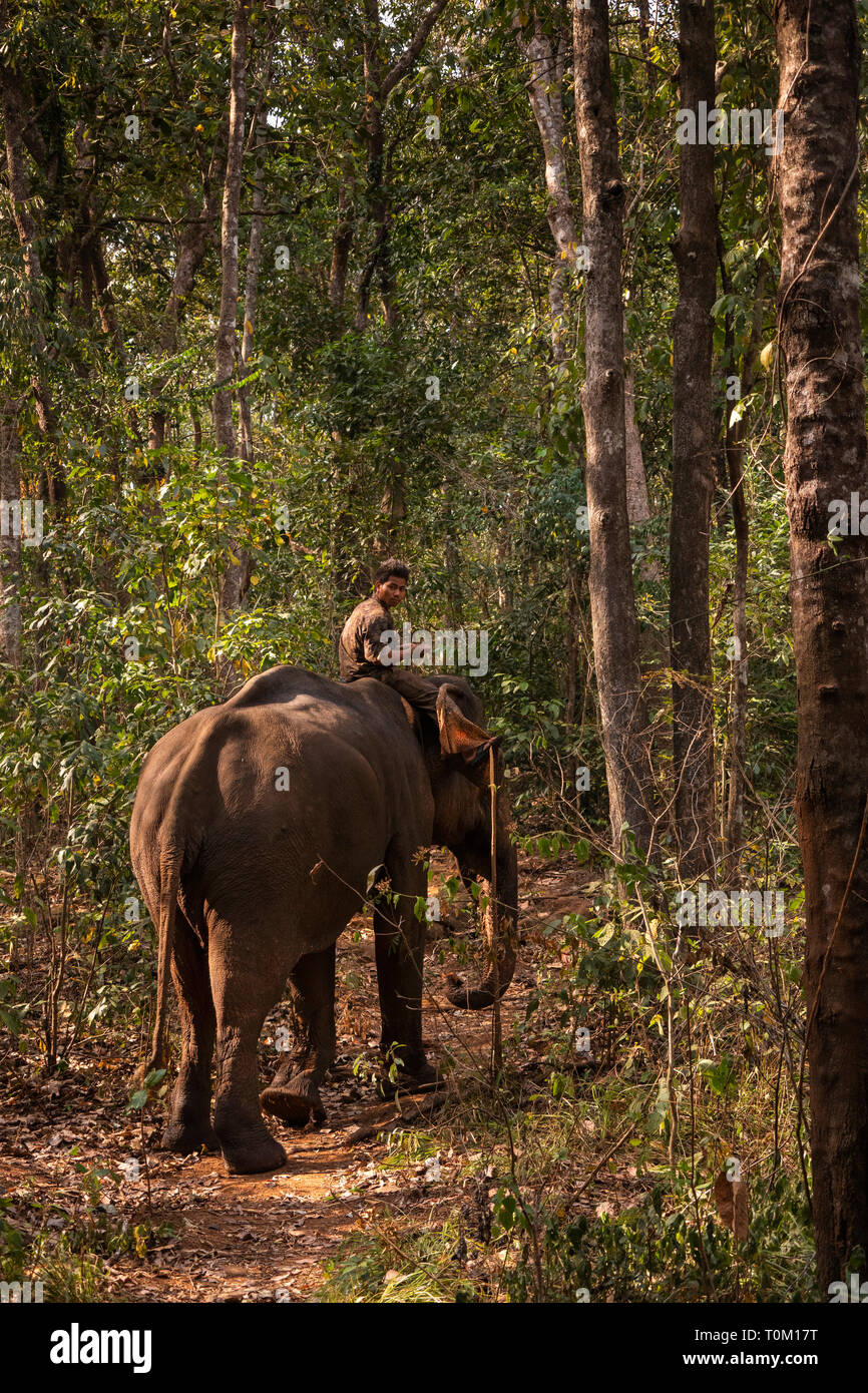 Cambogia, zone di Mondulkiri Provincia, Sen Monorom, elefante progetto Valle, gallina, maschio ex logging elephant camminare attraverso la foresta Foto Stock
