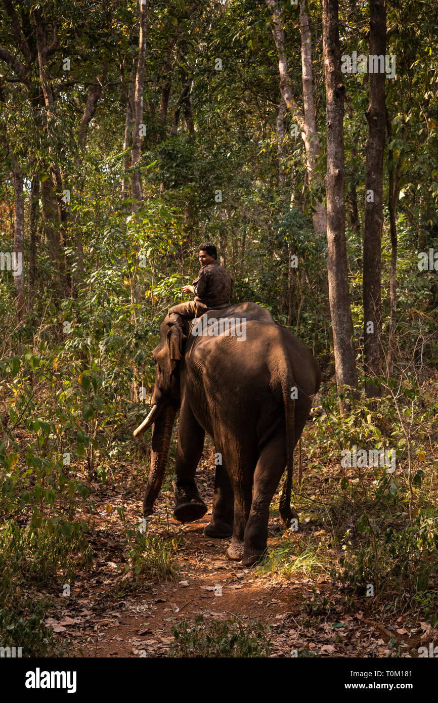 Cambogia, zone di Mondulkiri Provincia, Sen Monorom, elefante progetto Valle, gallina, maschio ex logging elephant camminare attraverso la foresta Foto Stock