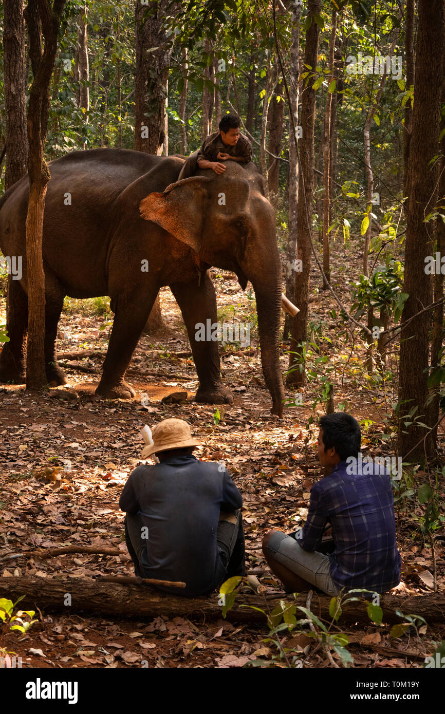 Cambogia, zone di Mondulkiri Provincia, Sen Monorom, elefante progetto Valle, gallina, maschio ex logging elephant camminare attraverso la foresta passato guide Bunong Foto Stock