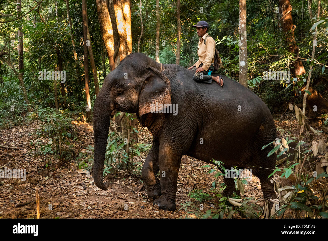 Cambogia, zone di Mondulkiri Provincia, Sen Monorom, elefante progetto Valle, Mahout equitazione elefante camminare attraverso la foresta Foto Stock