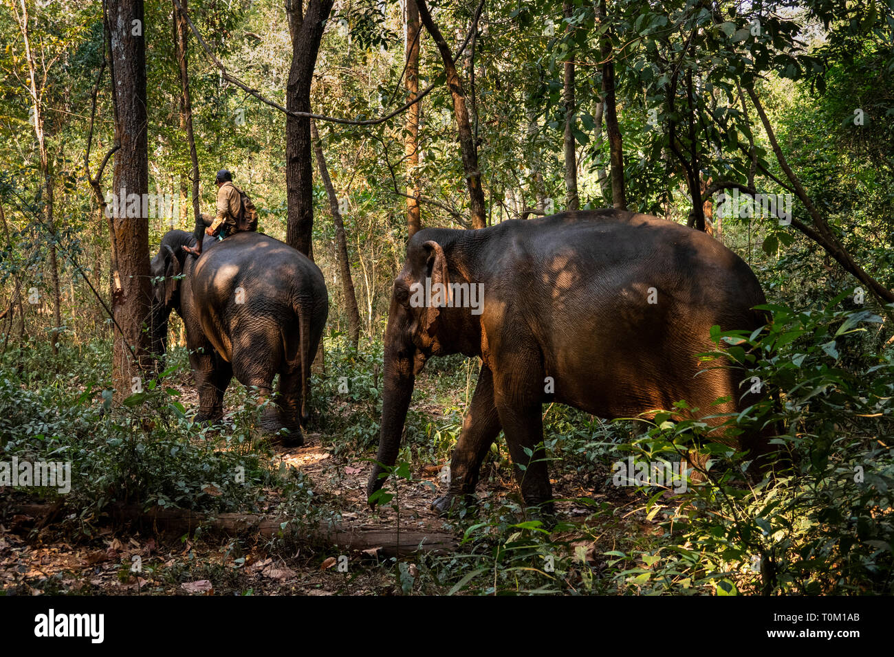 Cambogia, zone di Mondulkiri Provincia, Sen Monorom, elefante progetto Valle, Mahout equitazione elefante portando un altro camminare attraverso la foresta Foto Stock