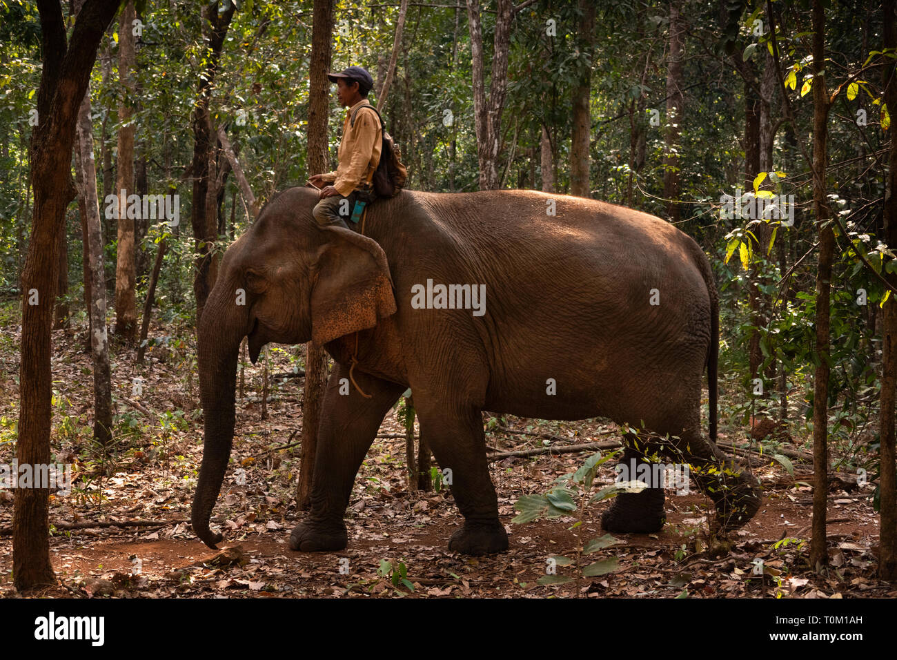 Cambogia, zone di Mondulkiri Provincia, Sen Monorom, elefante progetto Valle, Mahout equitazione elefante camminare attraverso la foresta Foto Stock
