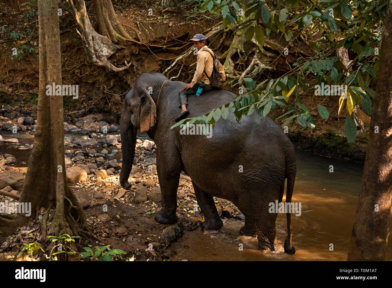 Cambogia, zone di Mondulkiri Provincia, Sen Monorom, elefante progetto Valle, Mahout equitazione elefante da Foresta Fiume Foto Stock