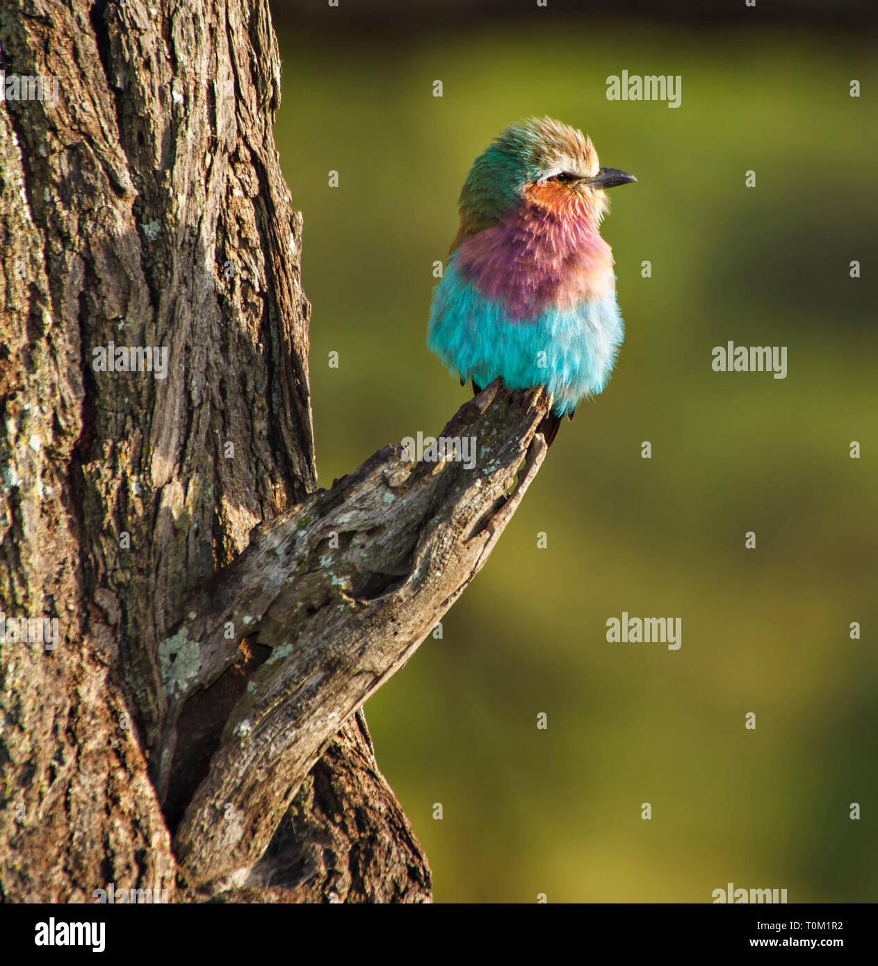 Lilla rullo petto Foto Stock