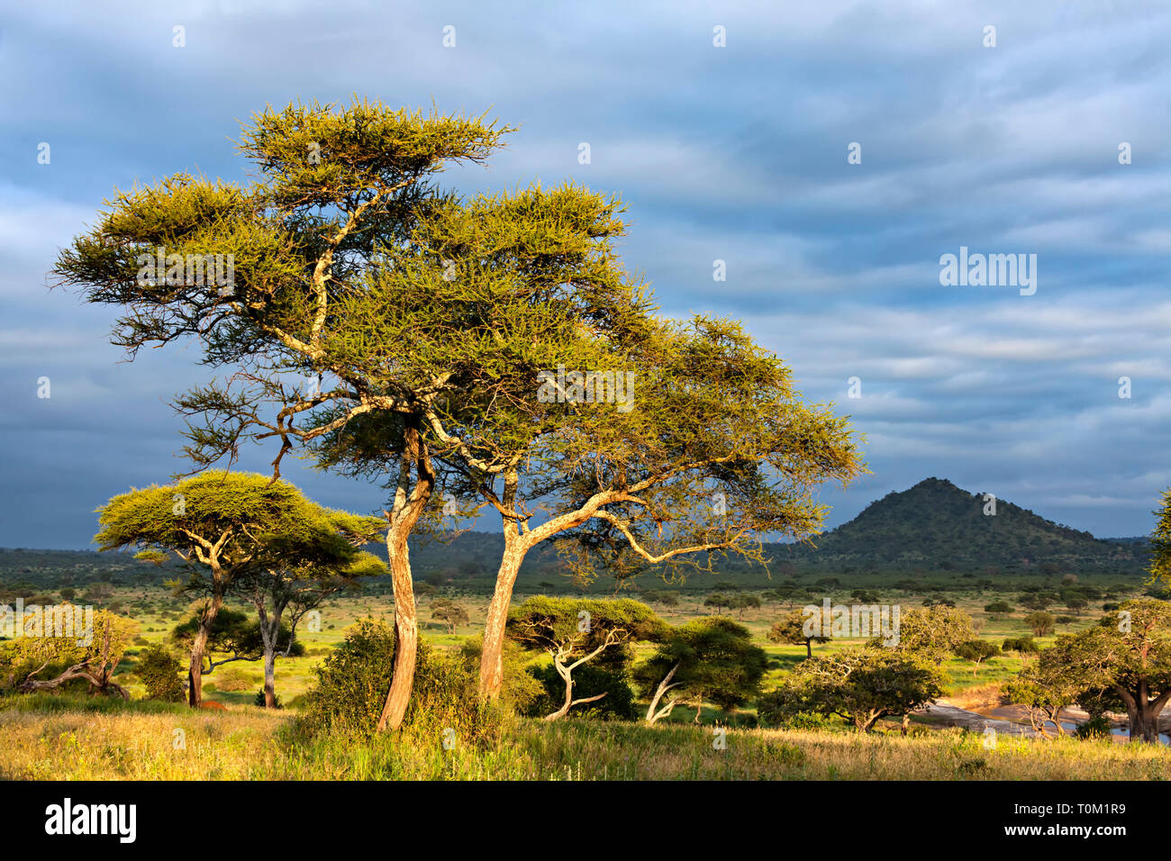 Luce su gli alberi di acacia Foto Stock