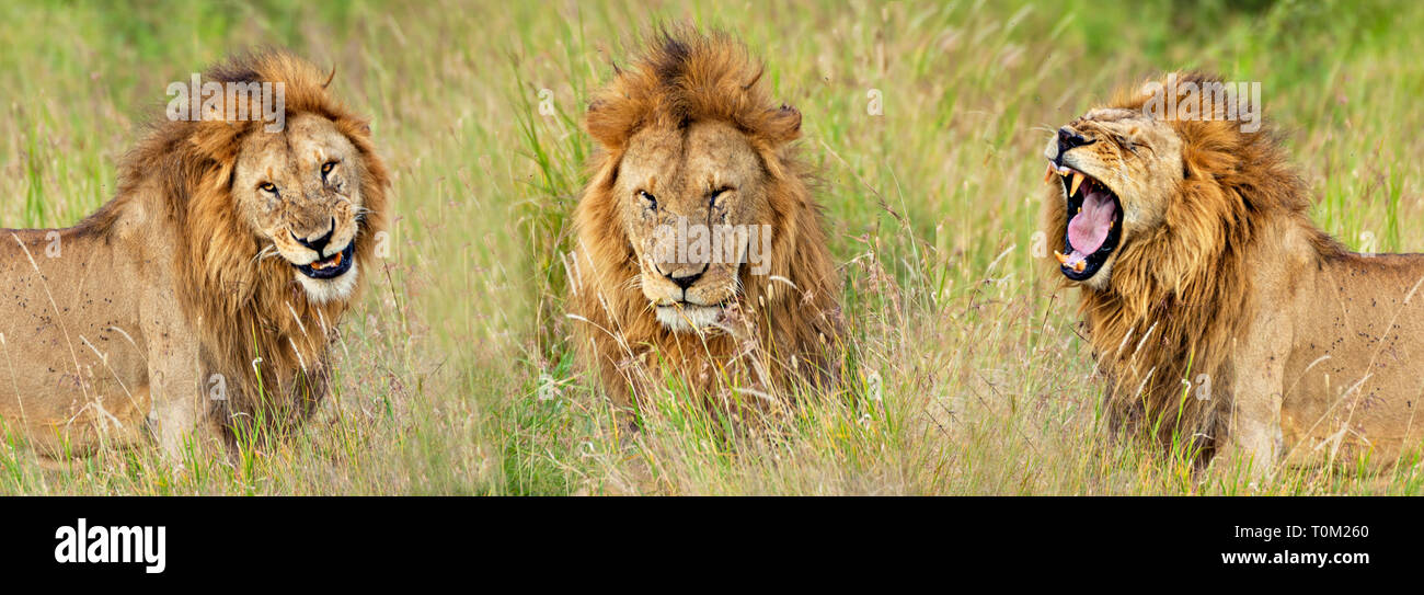 Lion sorriso, Wink & ruggito Foto Stock