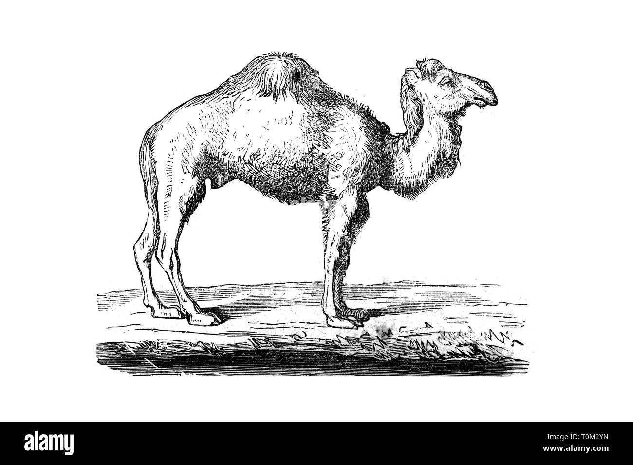 Dromedario - Vintage illustrazioni incise, 1894 Foto Stock