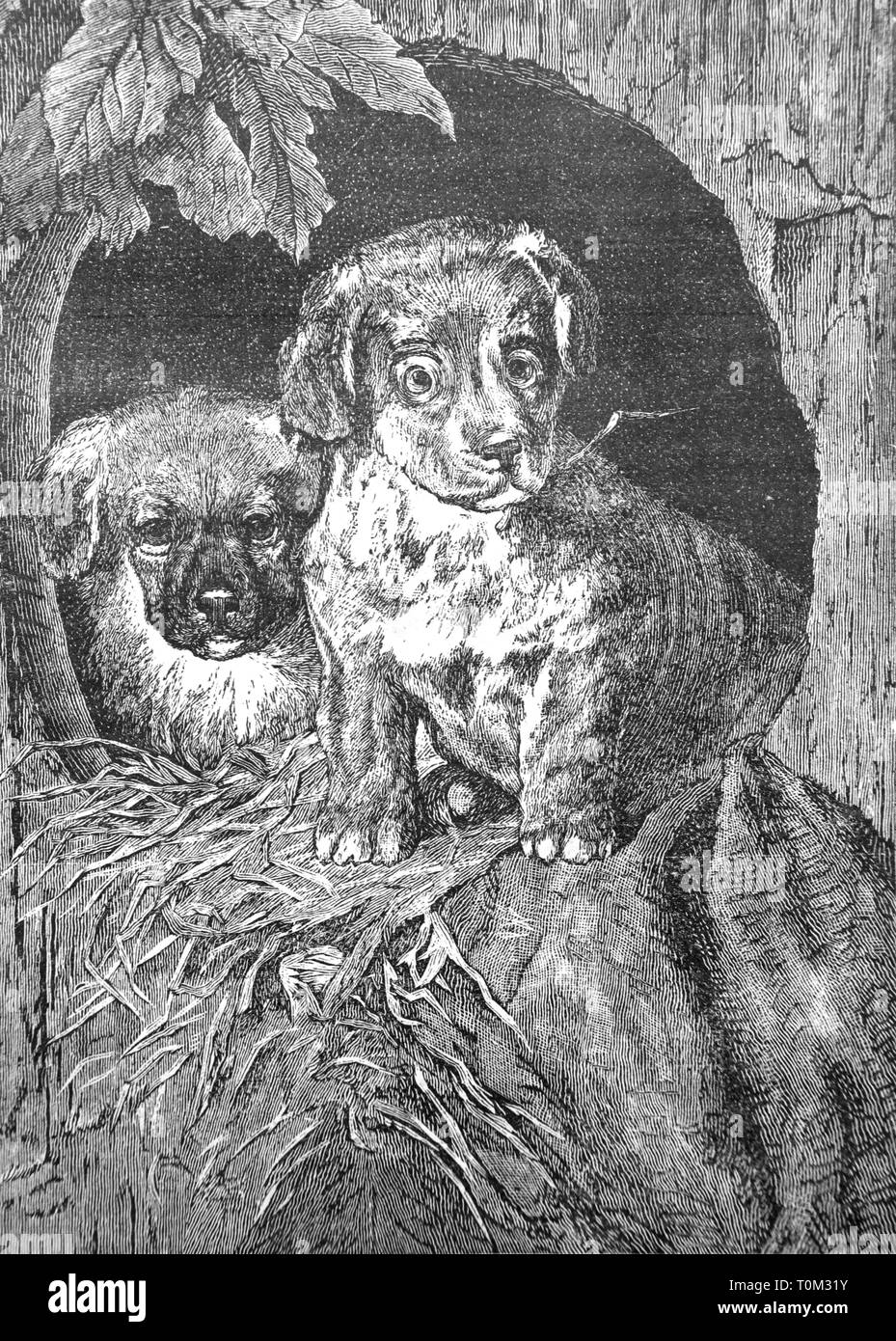 Sweet Little cani - Vintage illustrazioni incise, 1894 Foto Stock