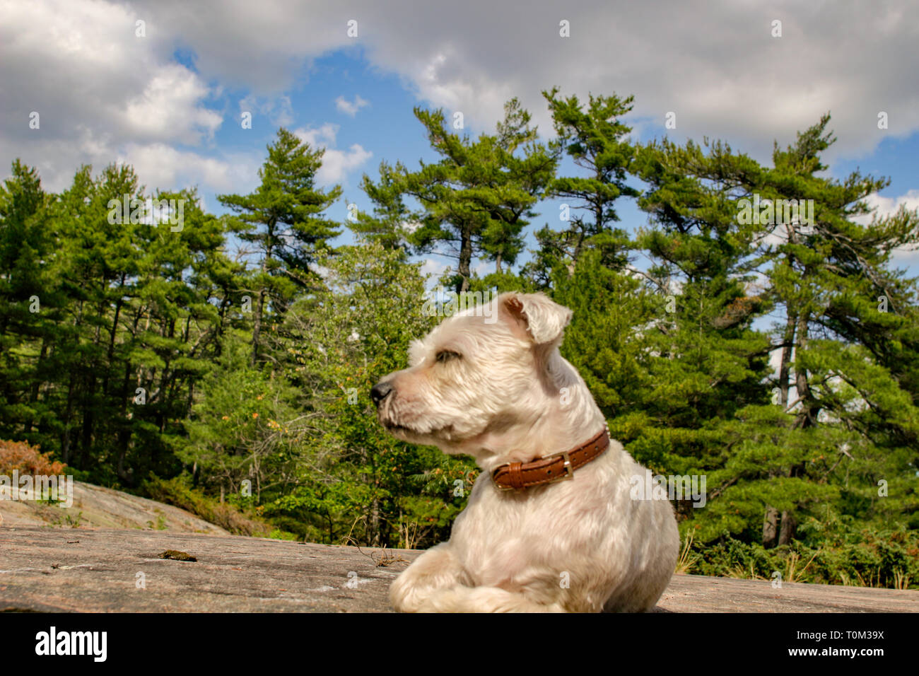 Piccolo yorkie shih-tzu noto come un cane shorkie ansimando in erba con copia spazio. grande immagine per la copertina del libro, rivista o blog Foto Stock