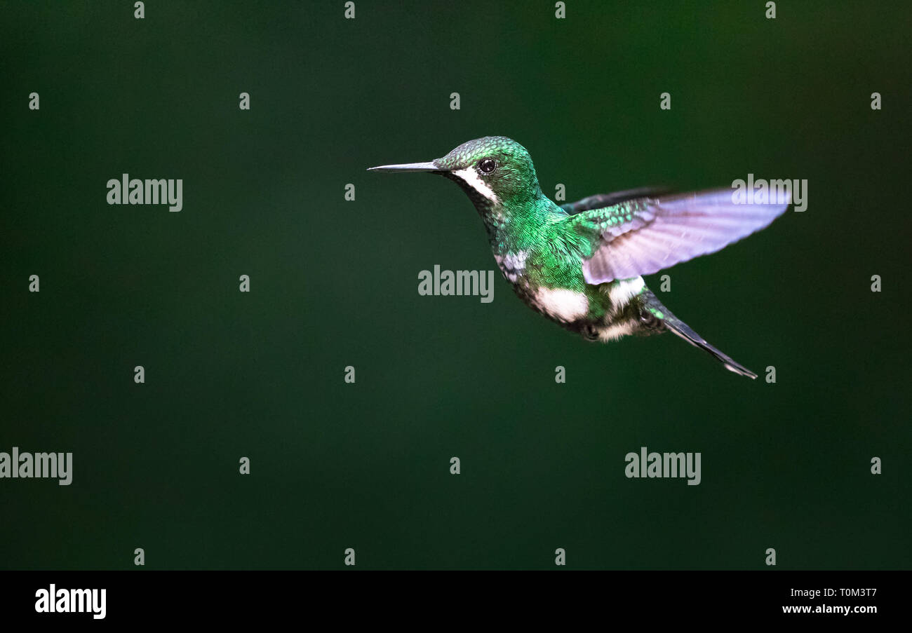 Verde (thorntail Discosura conversii), femmina adulta, in volo al Parco Nazionale di Monteverde, Costa Rica. Foto Stock