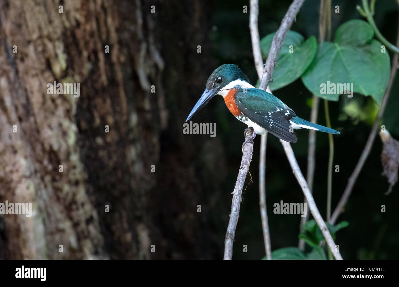 Green kingfisher (Chloroceryle americana), maschio adulto, seduto su un ramo sopra l'acqua vicino Sierpe, Costa Rica. Foto Stock