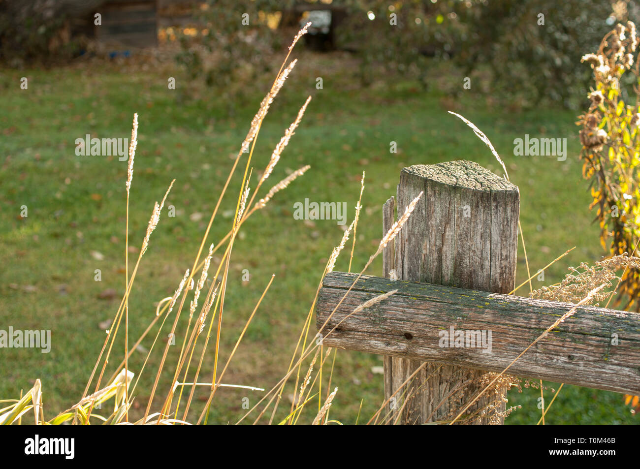 Alberta, Canada. Palo da recinzione con erbe di autunno retroilluminati da sole del mattino sulle praterie. Foto Stock