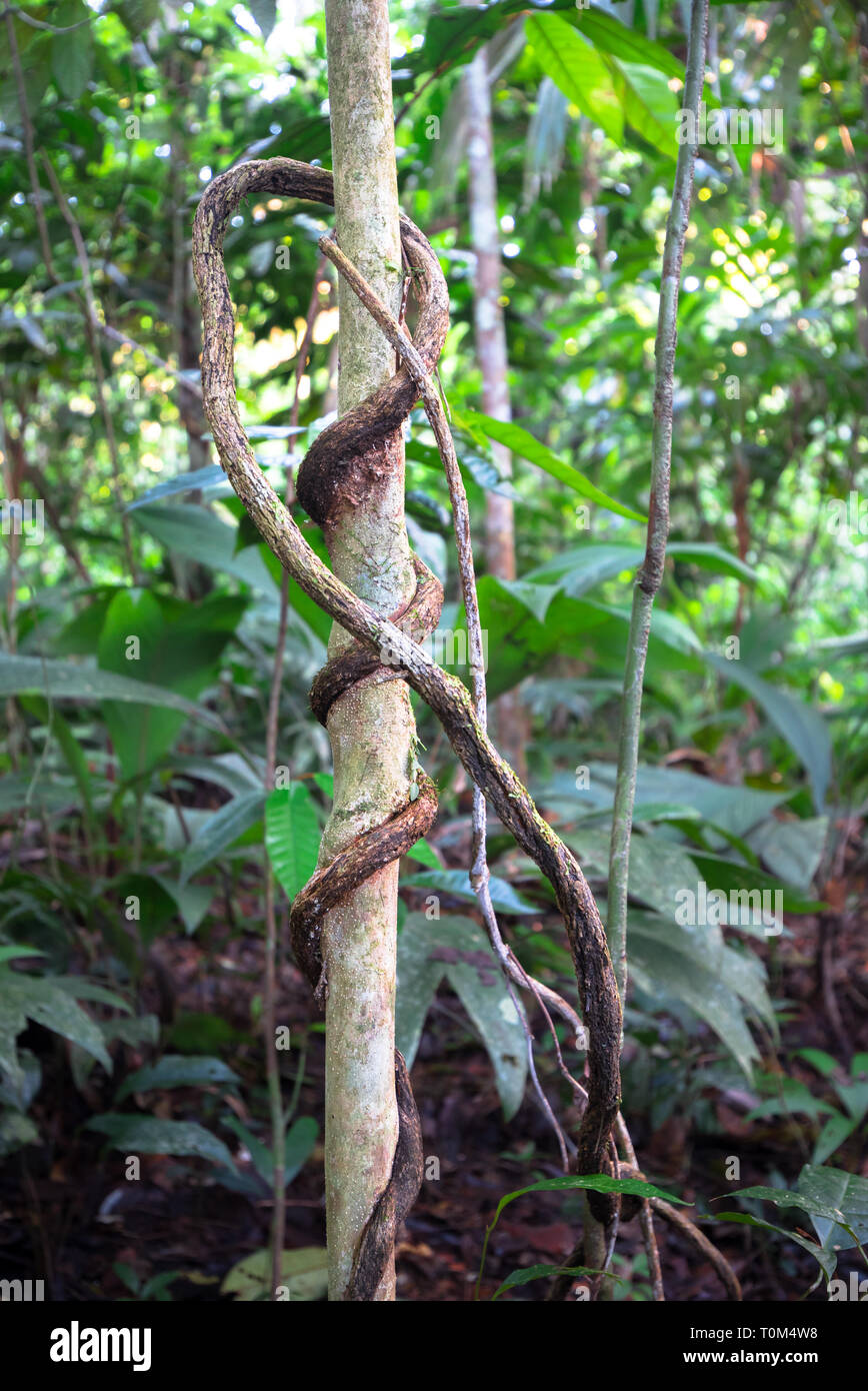 Grandi Vigne avvolto intorno a un piccolo albero nella fitta giungla di pianura vicino a Puerto Viejo de Sarapiqui, Costa Rica. Foto Stock