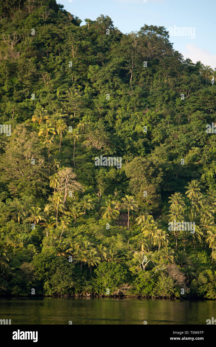 La foresta pluviale su isola, Gunung Banda Vulcano Api, Banda Neira, Molucche, Banda Mare, Indonesia Foto Stock