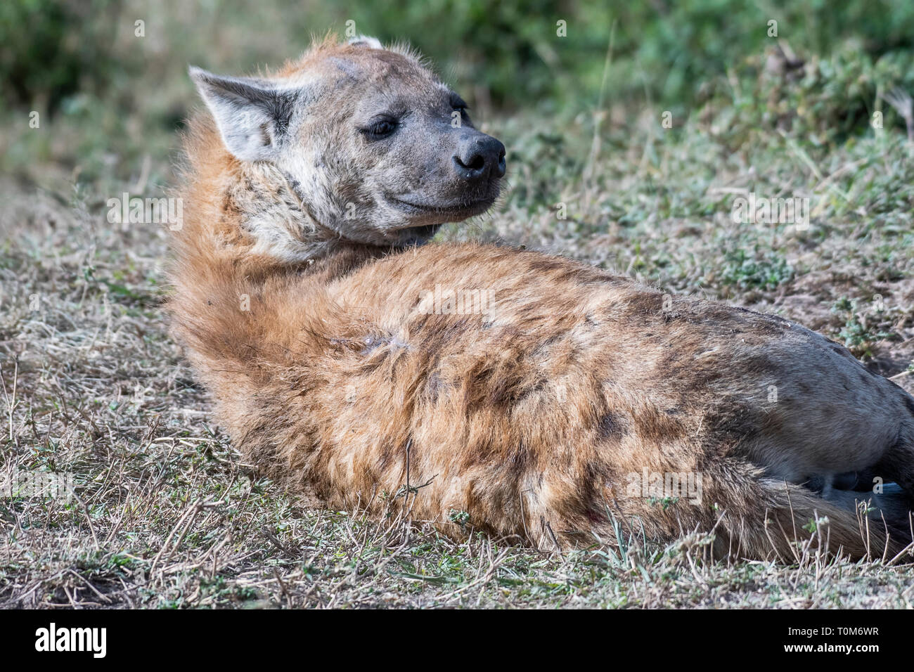 La iena appoggiata nel day time vicino al foro per l'acqua, il Masai Mara Foto Stock